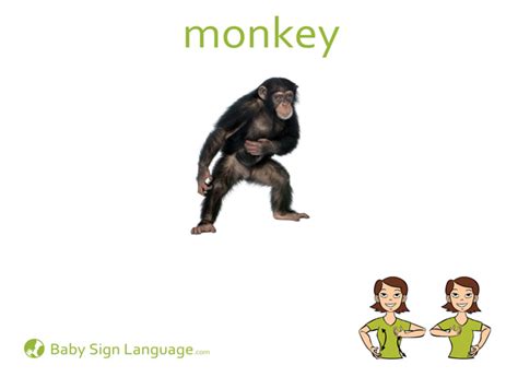 Monkeys Learning Sign Language 的图像结果