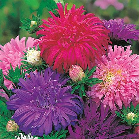 M-Tech Gardens New Rare Hybrid Aster " Ostrich Feather " Exotic 30 ...