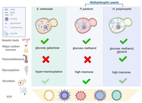 Yeast and Virus-like Particles: A Perfect or Imperfect Couple?