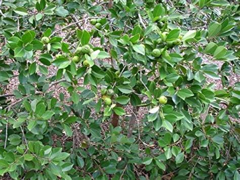 LushGreen Tropical Rare Dwarf LEMON GUAVA Psidium cattleianium Yellow ...