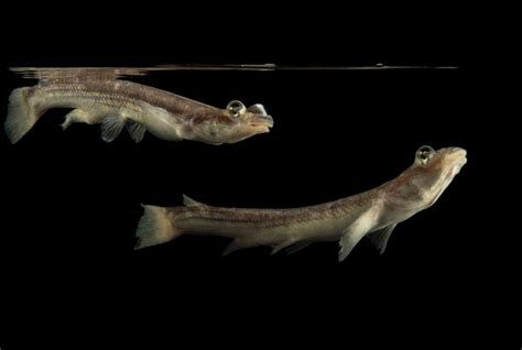 Largescale Four-Eyed Fish (Anableps anableps) - Joel Sartore