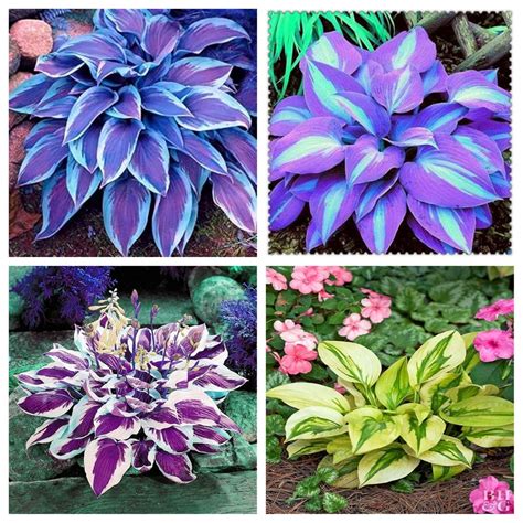 Hosta,Home Garden Decoration Bright for Planting Perennials Bulbs for ...