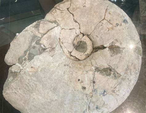 Carlsbad City Library, CA | Library