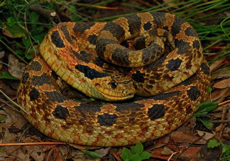 Eastern Hognose Snake The Eastern Hognose Snake