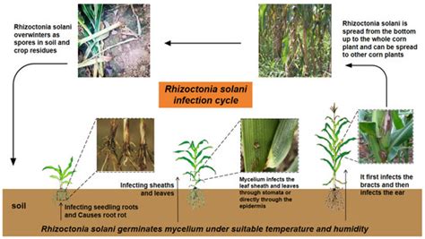 Sheath Blight of Maize: An Overview and Prospects for Future Research ...