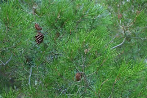Pinus halepensis