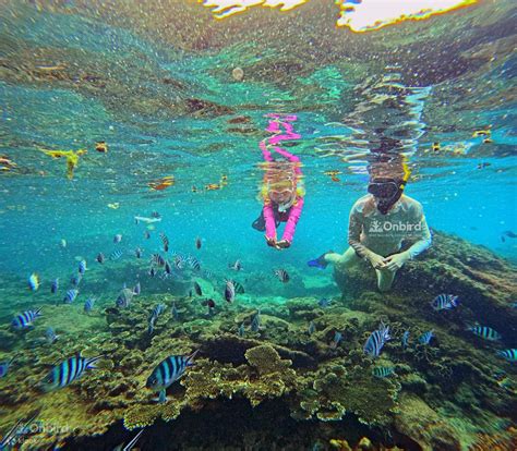 Snorkeling Day Tour with Speedboat in Phu Quoc, Vietnam - Klook India