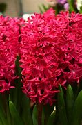 Image result for Hyacinth Tree