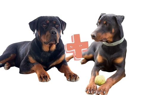 Rottweiler Cross Doberman
