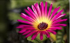 Stunning Hd Flower Photo by 40 Beautiful Flower Wallpapers For Your Desktop Mobile And Stunning Hd Flower Photo