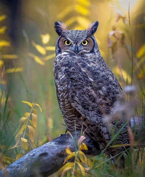 Owl sounds and their meanings in Assam