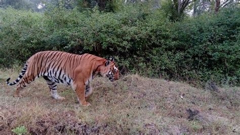 Factors beyond poaching that threaten our national animal: tiger ...