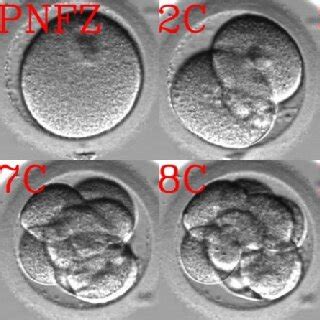 Image result for Development Time-Lapse