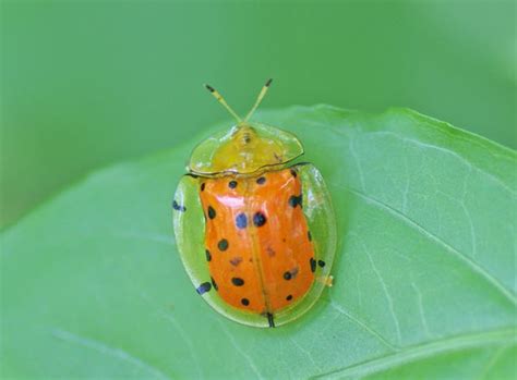 Insect Pests
