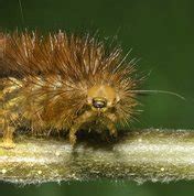 Noctuidae - Owlet moths | Moths