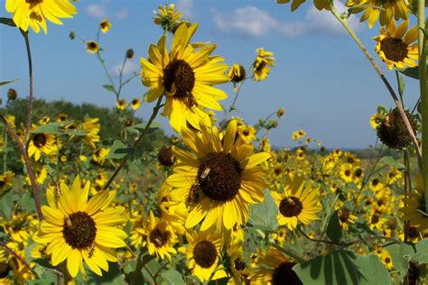 Sow Wild Natives-Common Sunflower (Helianthus annuus)