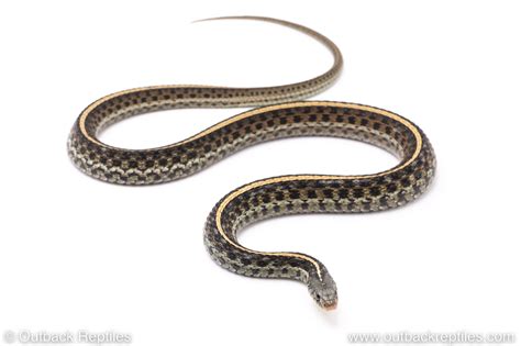 Blue Garter Snake