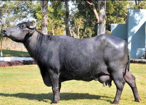 எருமை மாடுகளின் பால் உற்பத்தியை அதிகரிக்கும் வகையில் புதிய மரபணு கோர்வை ...