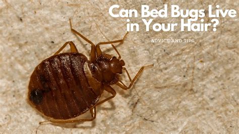Can Bed Bugs Survive In Water - Property & Real Estate for Rent