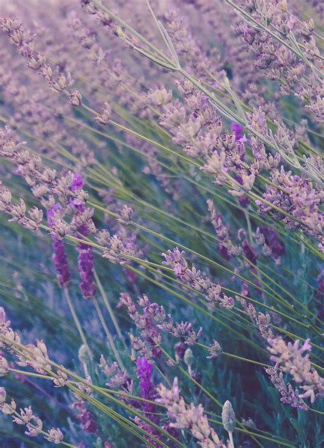 Download Lavender Field Purple Flower Iphone Wallpaper | Wallpapers.com