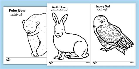 Arctic Animals Colouring Images Arabic Translation - Twinkl