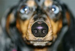 Image result for Dachshund Nose