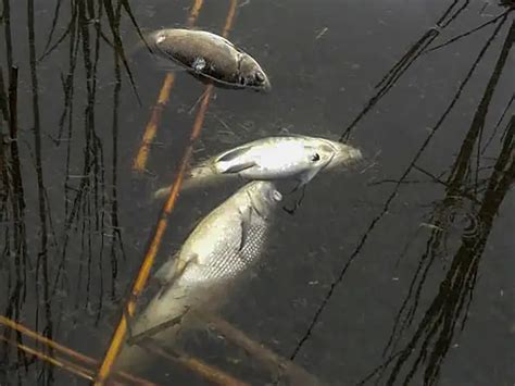Danger to humans and animals - How a 100-day long Baghjan oil well ...