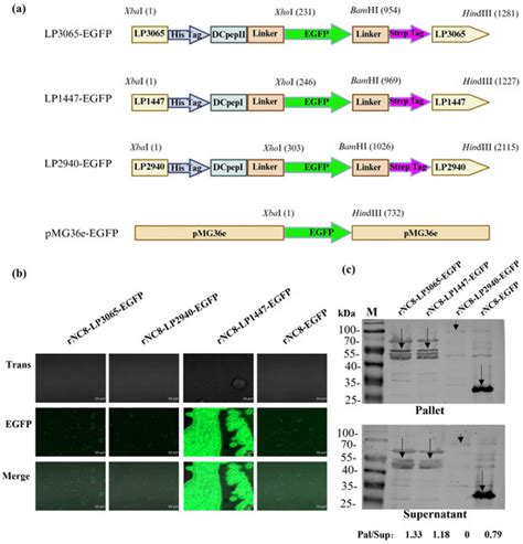 Immune Responses Induced by a Recombinant Lactiplantibacillus plantarum ...