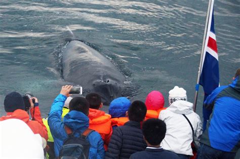 Whale Watching From Reykjavik Harbour | | Regent Holidays