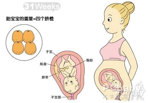 怀孕31周日常起居及胎儿发育 - 孕期检查 - 蓝灵育儿网