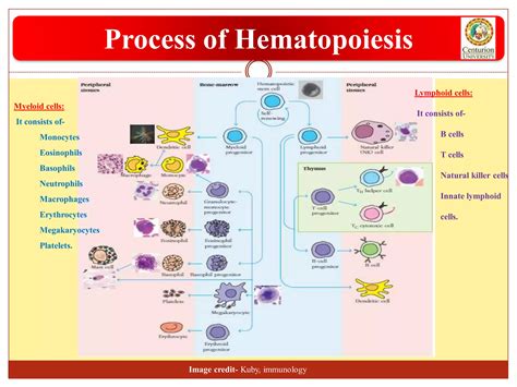 Hematopoiesis | PDF