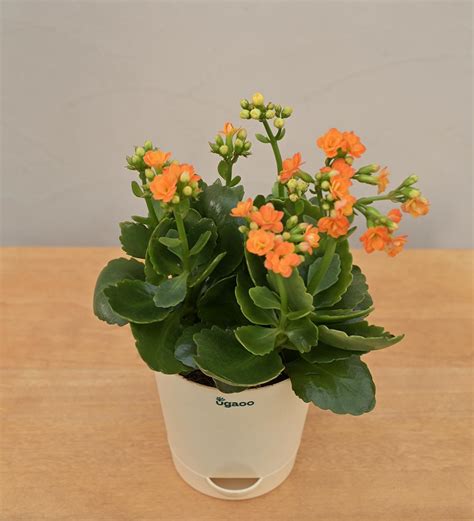 Kalanchoe Plant - Orange Gift Hamper – Ugaoo