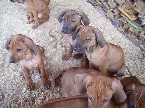 Rhodesian Ridgeback Welpen in Osterhausen | Tiere | Kleinanzeigen