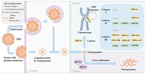Advances in Epstein–Barr Virus Detection: From Traditional Methods to ...