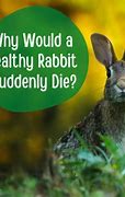 Image result for Rabbit Death