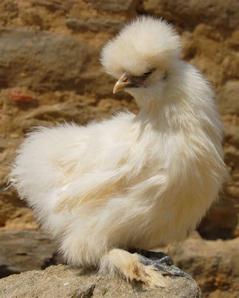 21 Fluffy Chicken Breeds (With Pictures) - Daily Chickens