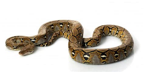 Image result for Longest Reticulated Python