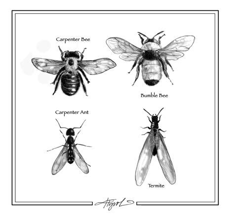 The Carpenters (Ants & Bees) Have Arrived - New York Almanack