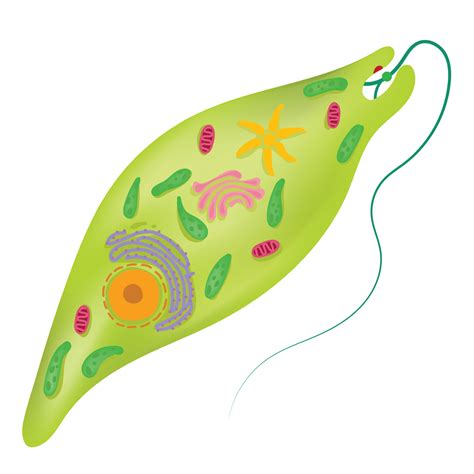 Images Of Euglena