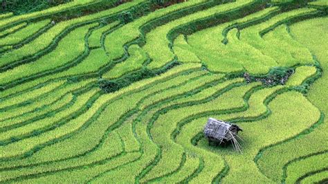 Edición genética CRISPR para mejorar el arroz | Meer