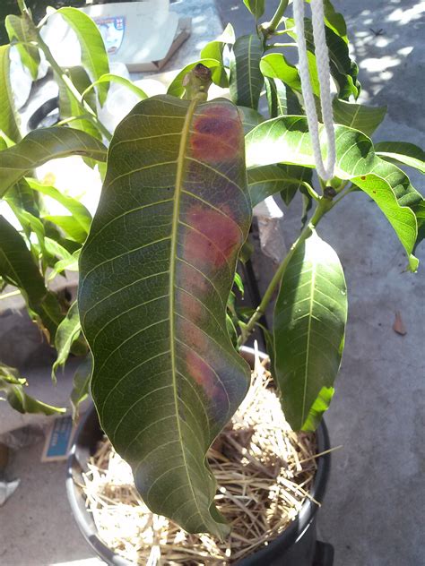 Image result for Mango Leaf Problems