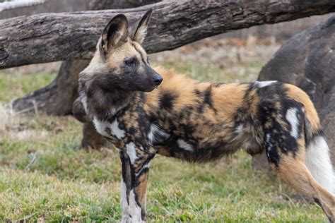 Why Are African Wild Dogs Going Extinct