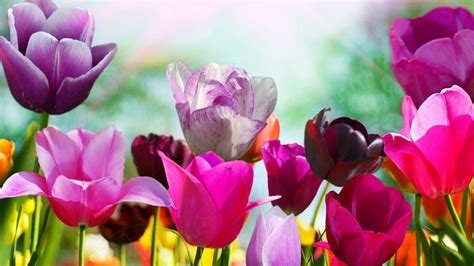 Image result for Good Spring Background