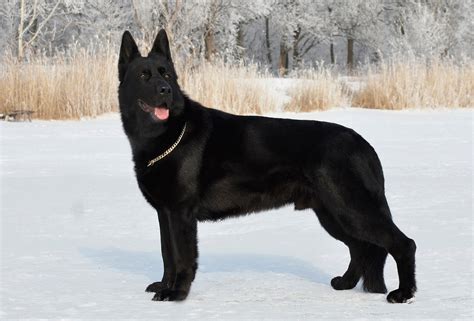 East-European Shepherd - Temperament, Lifespan, Shedding, Puppy