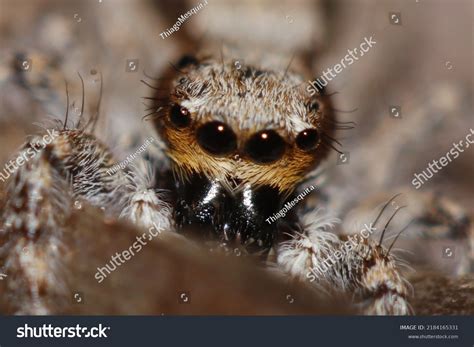 Salticidae Spider Devouring Moth Stock Photo 2184165331 | Shutterstock