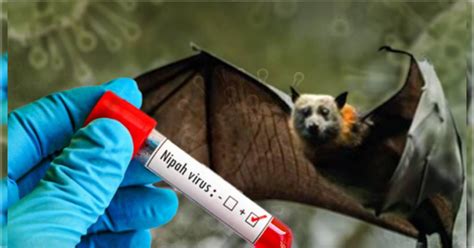 Nipah Virus | কেরলে নিপা ভাইরাসের আতঙ্ক! মাস্ক পরার নির্দেশ কেরলের ...