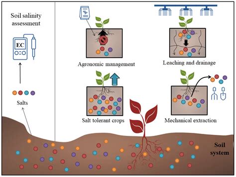 Soil Constraints in an Arid Environment | Encyclopedia MDPI