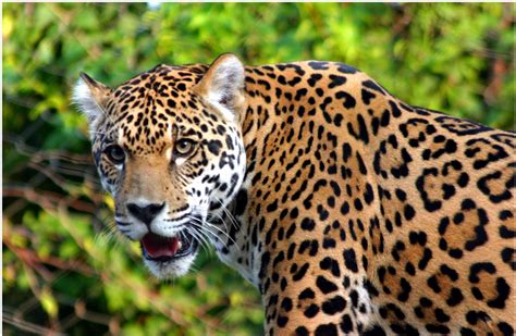Jaguar | HD Wallpapers (High Definition) | Free Background