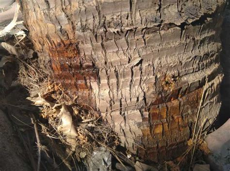 विषबाधेचा प्रयत्न? - tuberculosis? - Maharashtra Times