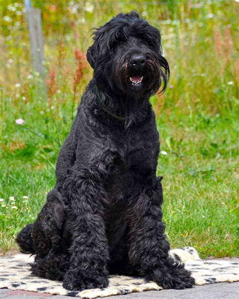 20 Large Hypoallergenic Dogs That Don’t Shed (With Pictures)